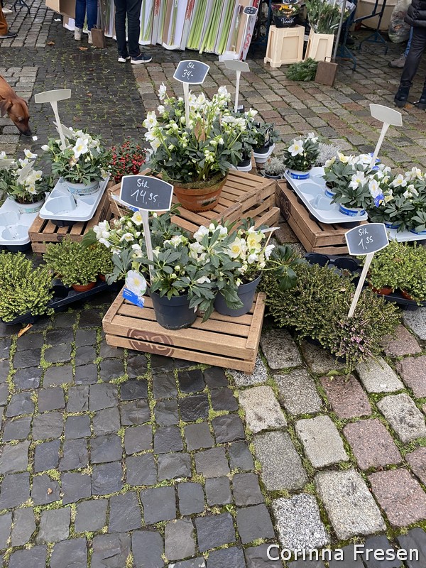 Here you can see a small selection of goods from the florist at the market at Ludwigskirche